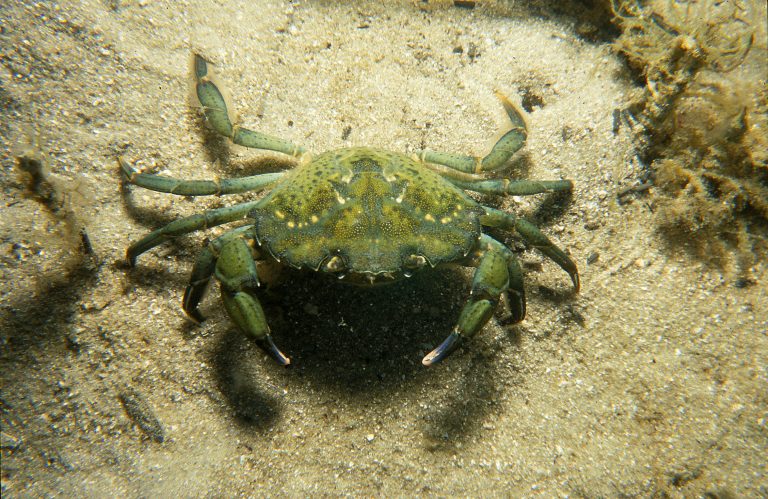 Green crab, CSIRO, Wikimedia Commons