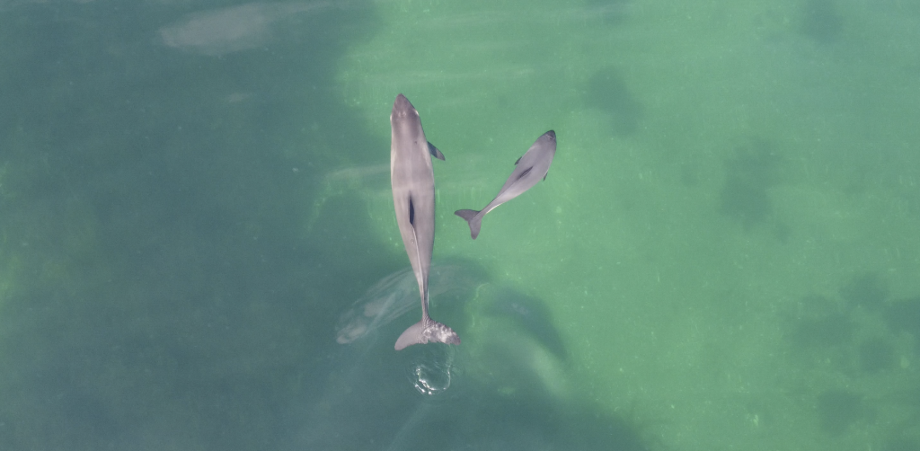 Baltic harbour porpoise © Thünen Institute/Th.Noack