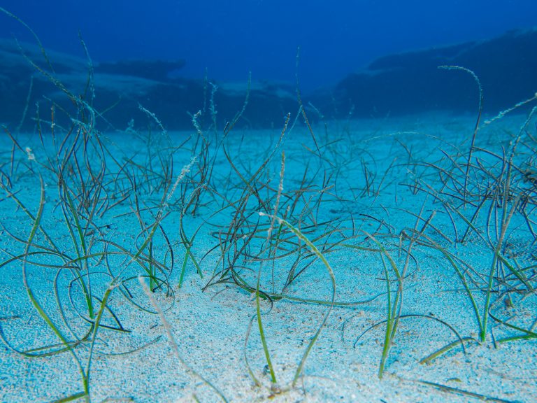 Seagrass habitat